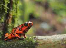 Frogs, birds, fauna and flora tour, , , 