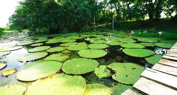 Search for nature experiences in Amazonas - Colombia