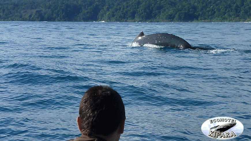 Whale Watching in Bahia Solano, Kipara Eco-Hotel, Whale Watching, Bahía Solano, Colombia